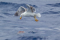 Atlantic yellow-legged gull (Larus michahellis atlantis) picking food from the surface of the sea whilst in flight. Off Madeira, North Atlantic. May.