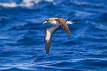 Cory's shearwater (Calonectris diomedea) in flight showing underwing, off Madeira, North Atlantic. May.
