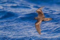 Bulwer's petrel (Bulweria bulwerii) in flight low over the sea showing upperwing, with tail slightly flared as it comes into hover and feed. Off Madeira, North Atlantic. May.