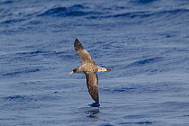 Cory's shearwater (Calonectris diomedea) in flight low over the water with wing tip cutting the water, off Madeira, North Atlantic. May.