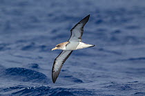Cory's shearwater (Calonectris diomedea) in flight low over the water showing underwing, off Madeira, North Atlantic. May.
