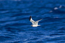 Sabine's gull (Larus / Xema sabini) adult in nearly full breeding plumage, off Madeira, North Atlantic. May.