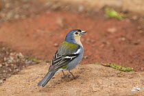 Madeira chaffinch (Fringilla coelebs madeirensis) male perched on the ground, Ribeira Frio, Madeira, North Atlantic. May.