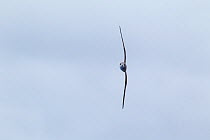 Zino's petrel (Pterodroma madeira) in flight, flying straight at the camera. Off Madeira, North Atlantic. May. Endangered.