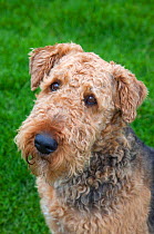 Airedale Terrier dog portrait