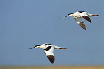 Avocets (Recurvirostra avosetta) in flight, Norfolk, UK