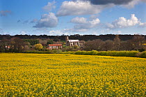 Oilseed Rape in Flower, Aylmerton, Norfolk, UK