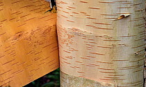 Paper / Canoe Birch (Betula papyifera) shedding bark, USA