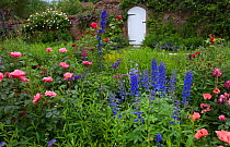Cottage Garden with cultivated roses, delphiniums and poppies,  Heydon, Norfolk, UK