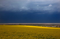 Storm clouds over Oilseed rape in flower, towards Blakeney Point and the North sea, Norfolk, UK, April