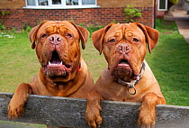 Two Dogue de Bordeaux dogs looking over garden fence. No release available.
