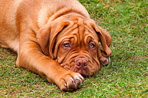 Dogue de Bordeaux, puppy at 12 weeks