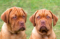 RF- Dogue de Bordeaux puppies at 12 weeks. (This image may be licensed either as rights managed or royalty free.)