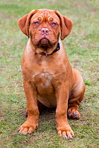 Dogue de Bordeaux puppy at 12 weeks