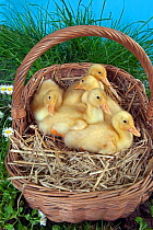 Muscovy ducklings age one week, in basket with hay