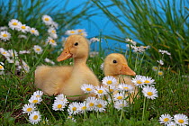 Two Muscovey Ducklings age one week amongst daisies and grass