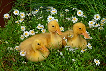 Muscovey Ducklings age one week, amongst daieis and grass