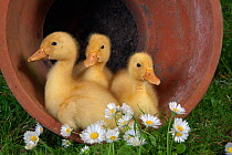 Muscovey Ducklings age one week in flower pot.