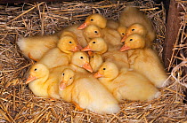 A brood of Muscovey Ducklings age one week