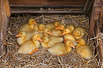 A brood of Muscovey Ducklings age one week