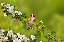 Goldfinch (Carduelis carduelis) in hawthorn blossom, UK