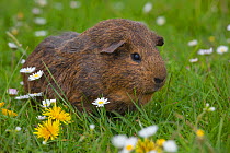 Guinea Pig on grass with daises