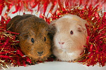 Guinea Pigs surrounded by tinsel