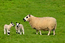Kerry Hill sheep flock Ewe and two lambs