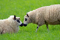 Kerry Hill Sheep flock ewes