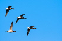Dark bellied Brent geese (Branta bernicla) group in flight, Texel, the Netherlands