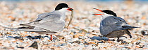 Common terns (Sterna hirundo) mating pair with food offering on shingle bank, Texel, the Netherlands