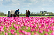 Tulip fields about to be deadheaded, Texel, the Netherlands May 2012. No release available.