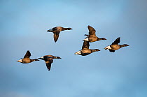 Dark bellied Brent geese (Branta bernicla) group in flight, Texel, the Netherlands