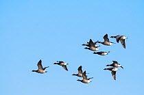 Dark bellied brent geese (Branta bernicla) group in flight, Texel, the Netherlands