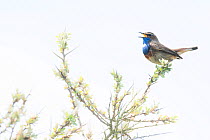 Bluethroat (Luscinia svecica) male in full song, Texel, the Netherlands
