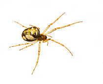 Orb web spider (Meta sp) Arnos Vale Cemetery, Bristol, UK May 2012 BioBlitz,  meetyourneighbours.net project