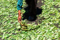Man turning harvest of Coca (Erythroxylum coca) leaves to dry them in the sun, Bolivia, November