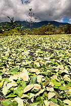 Coca (Erythroxylum coca) leaves drying in the sun, Cordillera Real, Bolivia, November