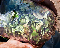 Man wearing Bob Marley T-shirt holding a half kilogram bag of Coca (Erythroxylum coca) leaves, valued at 20 Bolivianos, or approximately two British Pounds, Bolivia, November