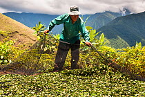 Man gathering crop of Coca (Erythroxylum coca) leaves using a net, the leaves are harvested six times a year, Bolivia, November. No release available.