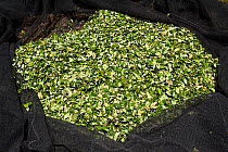 Harvest of Coca (Erythroxylum coca) leaves in net ready to be taken to the market in La Paz, Bolivia, November