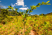 Cultivated Coca (Erythroxylum coca) plants growing the valleys below the Andes, Bolivia, November