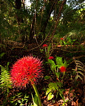 African blood lily (Scadoxus katharinae) flowering the the mist forest around Victoria Falls, Zimbabwe, November