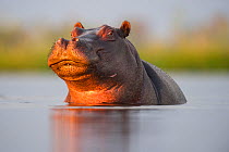 Hippopotamus (Hippopotamus amphibius) in a small lagoon, Okavango Delta, Botswana, November.