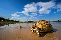 Leopard tortoise (Geochelone pardalis), Okavango Delta, Botswana, November