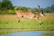 Greater kudu (Tragelaphus strepsiceros) jumping over a stream, Okavango Delta, Botswana, November.