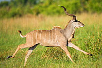 Greater kudu (Tragelaphus strepsiceros), Okavango Delta, Botswana, November.