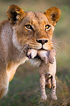 Lioness (Panthera leo) moving her newborn cub, Okavango, Botswana, November.