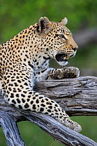Leopard (Panthera pardus) resting in a tree, Okavango, Botswana, November.