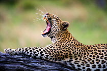 Leopard (Panthera pardus) resting in tree and yawning, Okavango, Botswana. November.